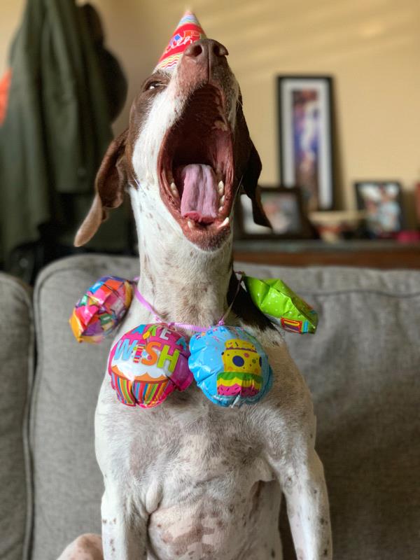 /images/uploads/southeast german shorthaired pointer rescue/segspcalendarcontest2019/entries/11647thumb.jpg